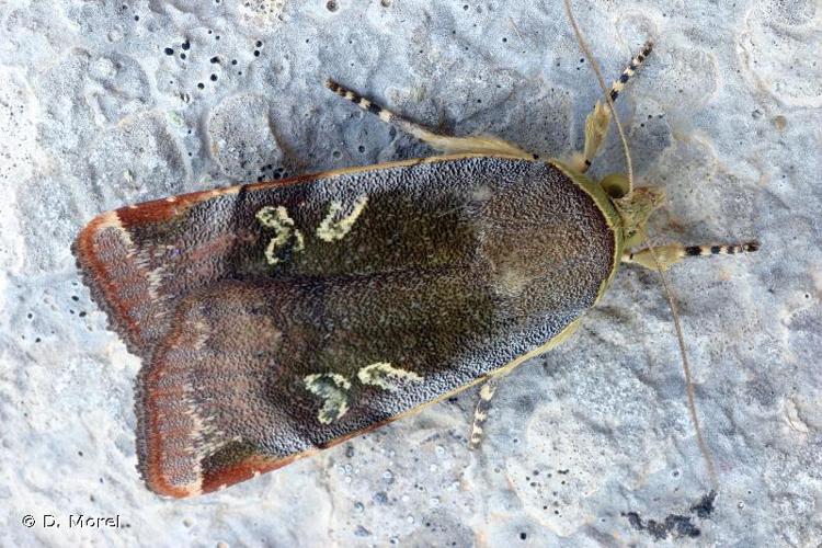 Casque (Le) (Noctua janthina) © D. Morel