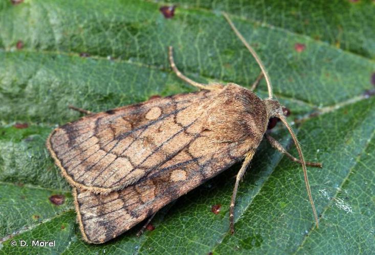 Noctuelle ombragée (La) (Xestia sexstrigata) © D. Morel