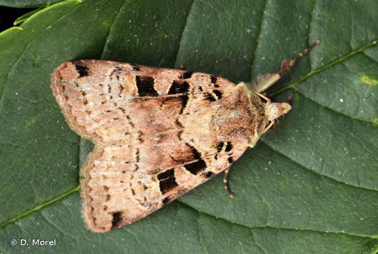 Noctuelle de la Chélidoine (La) (Xestia triangulum) © D. Morel