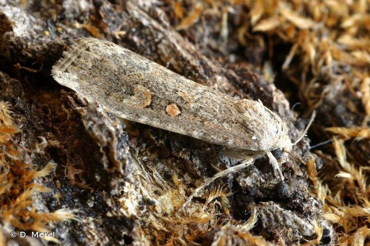 Noctuelle exiguë (La) (Spodoptera exigua) © D. Morel