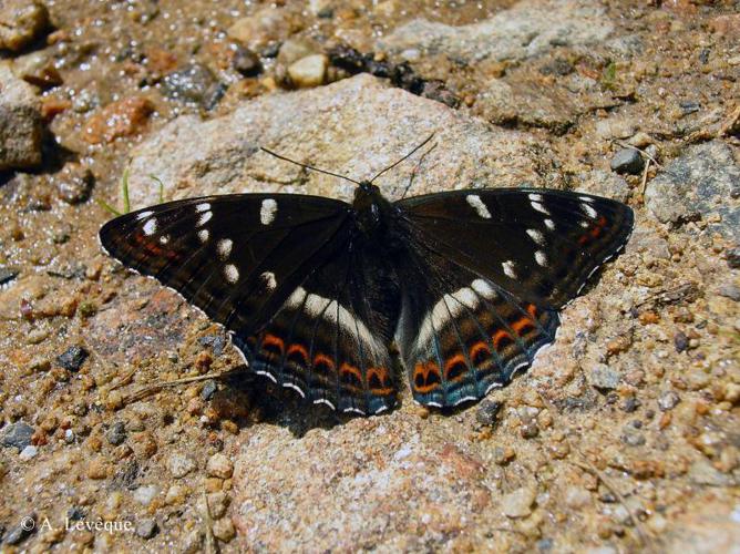 Grand Sylvain (Le) (Limenitis populi) © A. Lévêque