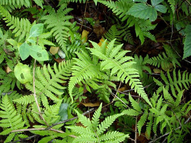 Polypode du hêtre (Phegopteris connectilis) © Roland Théaud