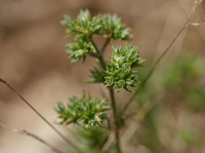 Gnavelle annuelle (Scleranthus annuus) © Roland Théaud