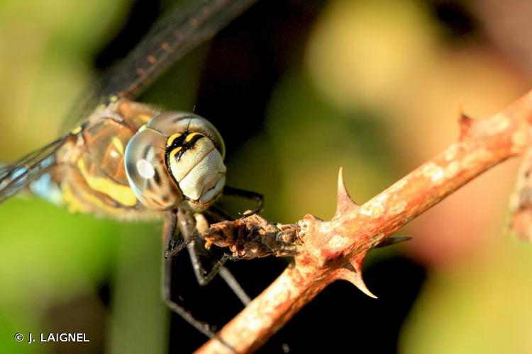 Aeschne mixte (Aeshna mixta) © J. LAIGNEL