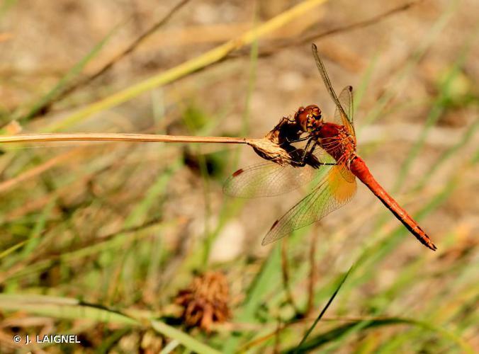 Sympétrum jaune d'or (Le) (Sympetrum flaveolum) © J. LAIGNEL