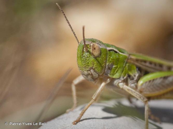 Criquet verdelet (Omocestus viridulus) © Pierre-Yves Le Bail