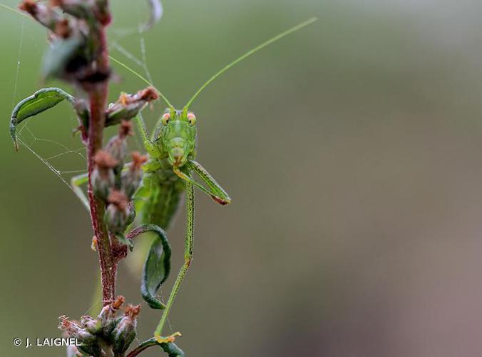 Phanéroptère méridional (Phaneroptera nana) © J. LAIGNEL