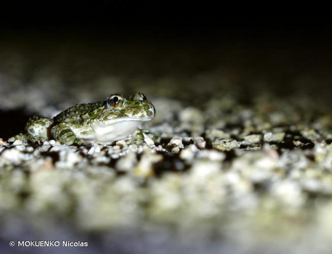 Pélodyte ponctué (Pelodytes punctatus) © MOKUENKO Nicolas