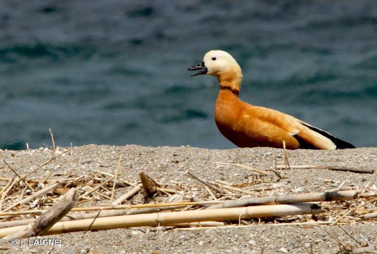 Tadorne casarca (Tadorna ferruginea) © J. LAIGNEL