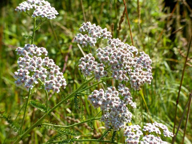 Achillée millefeuille (Achillea millefolium) © Morvan Debroize