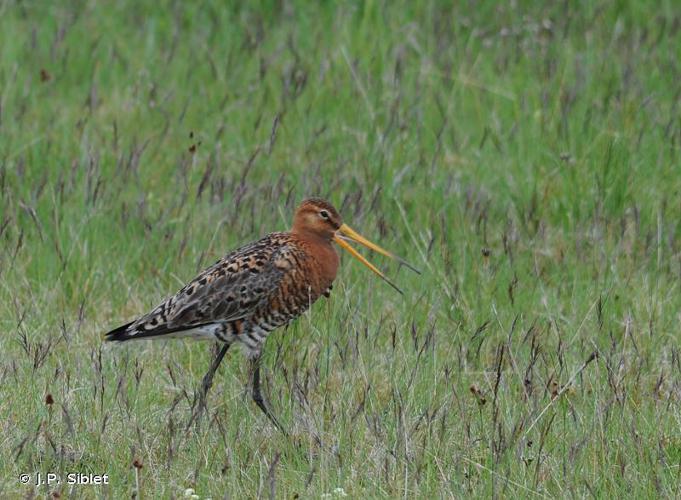 Barge à queue noire (Limosa limosa islandica) © J.P. Siblet