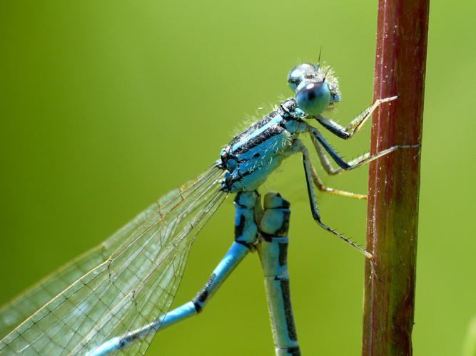 Agrion mignon (Coenagrion scitulum), mâle en reproduction © Morvan Debroize