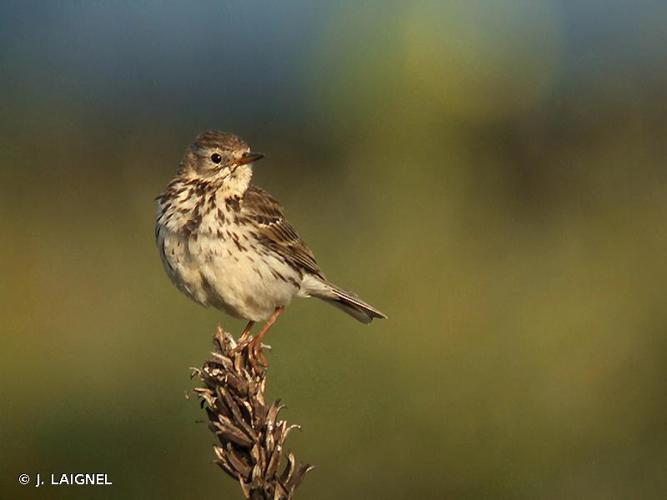 Pipit farlouse (Anthus pratensis) © J. LAIGNEL