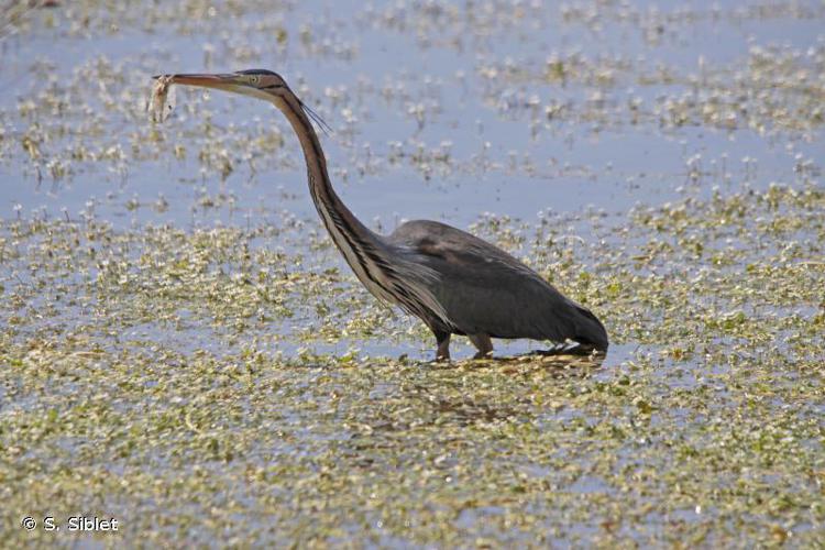 Héron pourpré (Ardea purpurea) © S. Siblet