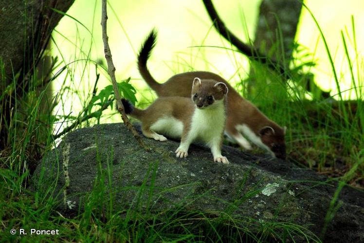 Hermine (Mustela erminea) © R. Poncet