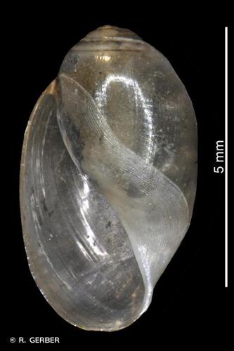 Physe bulle (Physa fontinalis) © R. GERBER