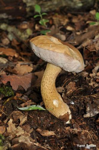 Bolet chicotin (Tylopilus felleus) © Y. Sellier