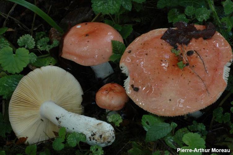 Russule coccinée (Russula pseudointegra) © PA. Moreau