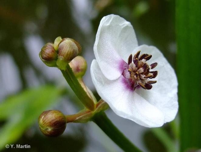 Sagittaire à feuilles en cœur (Sagittaria sagittifolia) © Y. Martin