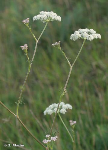 Séséli annuel (Seseli annuum) © S. Filoche