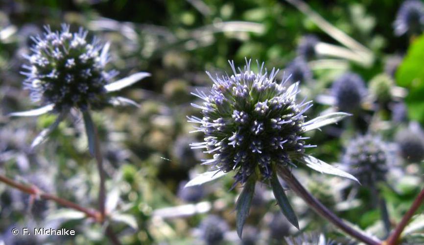 Panicaut plane (Eryngium planum) © F. Michalke