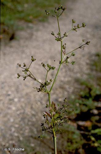 Sison (Sison amomum) © S. Filoche