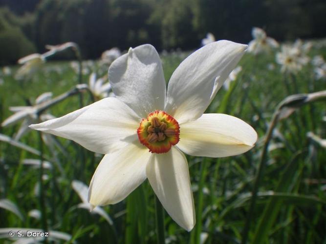 Narcisse des poètes (Narcissus poeticus) © S. Dorez