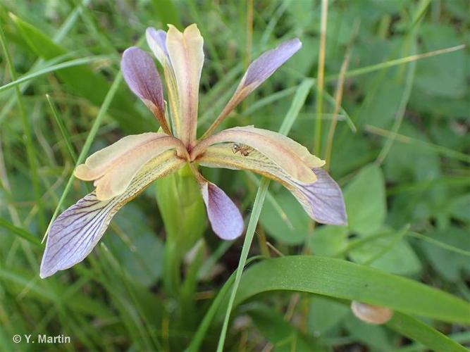 Iris fétide (Iris foetidissima) © Y. Martin