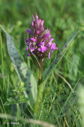 Dactylorhize de mai (Dactylorhiza majalis) © O. Debré