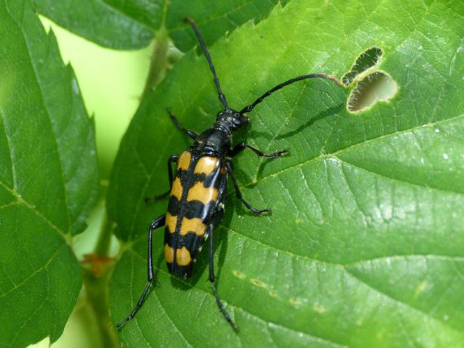 Lepture guêpe (Leptura quadrifasciata) © Morvan Debroize