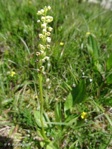 Pseudorchis blanc (Pseudorchis albida) © P. Rouveyrol