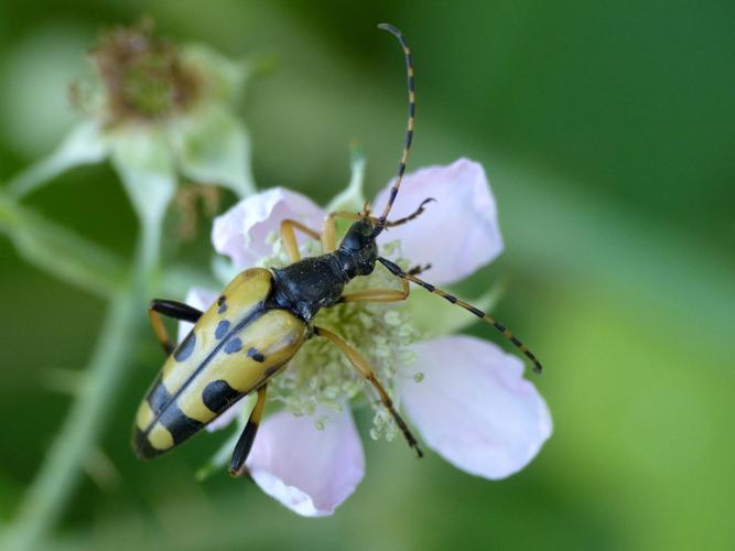 Lepture tachetée (Rutpela maculata) © Morvan Debroize