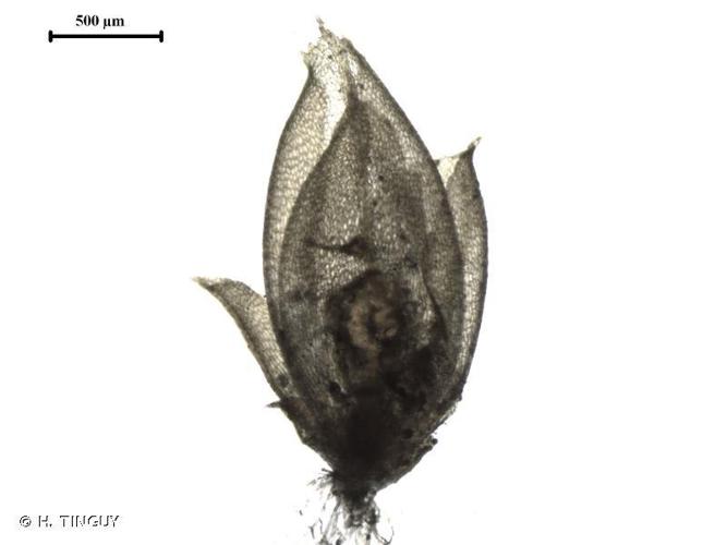 Acaulon muticum © H. TINGUY