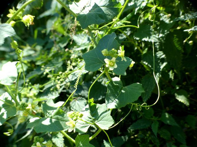 Bryone dioïque (Bryonia dioica) © Morvan Debroize