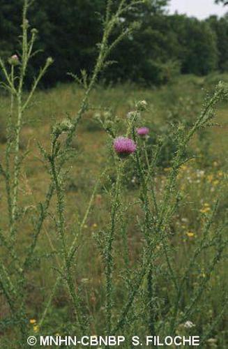 Chardon faux-acanthe (Carduus acanthoides) © MNHN-CBNBP S. Filoche