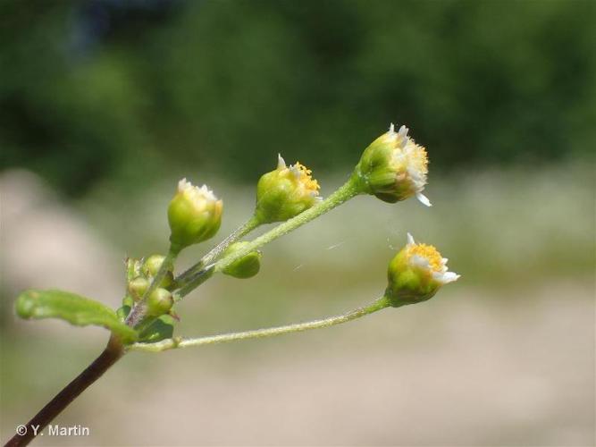 Galinsoga à petites fleurs (Galinsoga parviflora) © Y. Martin