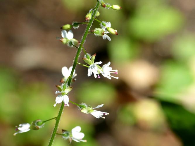 Circée de Paris (Circaea lutetiana) © Morvan Debroize