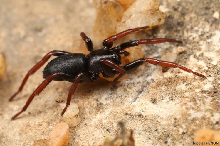 Trachyzelotes pedestris © Nicolas Henon