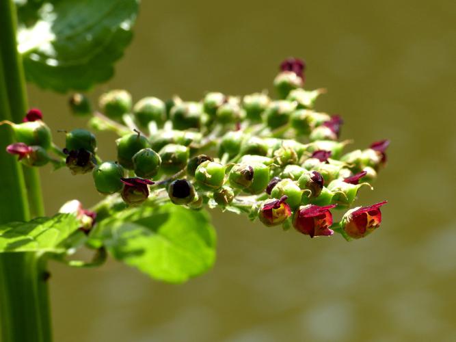 Scrofulaire aquatique (Scrophularia auriculata) © Morvan Debroize