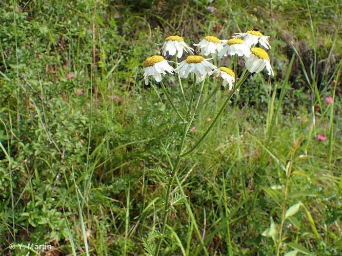 Tanaisie en corymbe (Tanacetum corymbosum) © Y. Martin