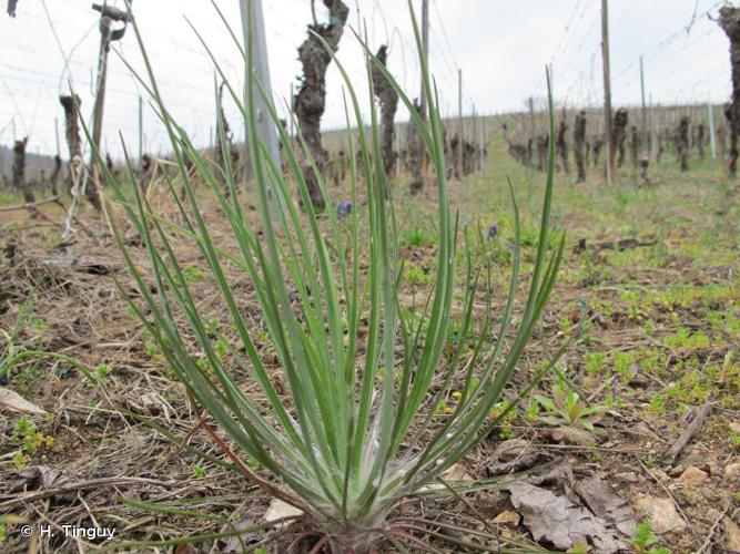 Grand salsifis (Tragopogon dubius) © H. Tinguy