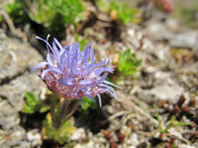 Jasione crépue (Jasione crispa subsp. arvernensis) © H. Tinguy