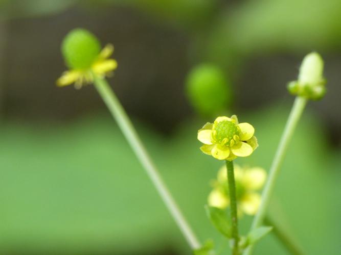 Renoncule scélérate (Ranunculus sceleratus) © Morvan Debroize