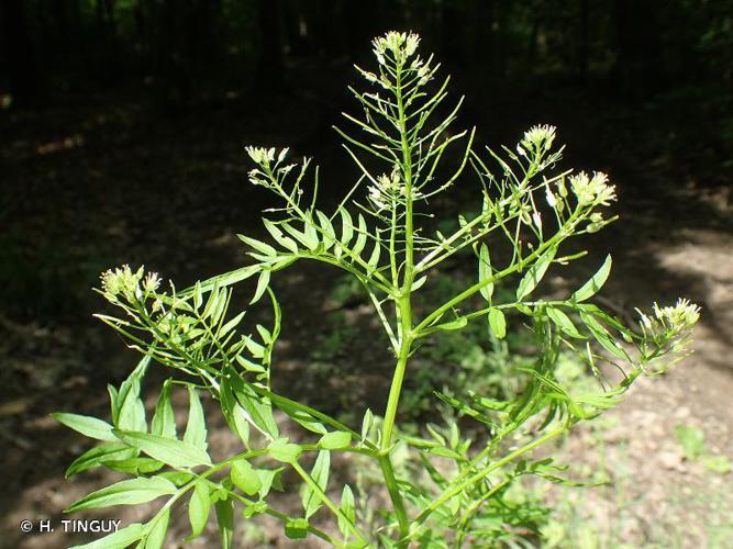 Cardamine impatiens (Cardamine impatiens) © H. TINGUY