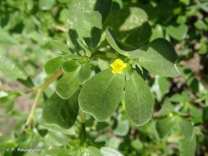 Portulaca trituberculata © P. Rouveyrol