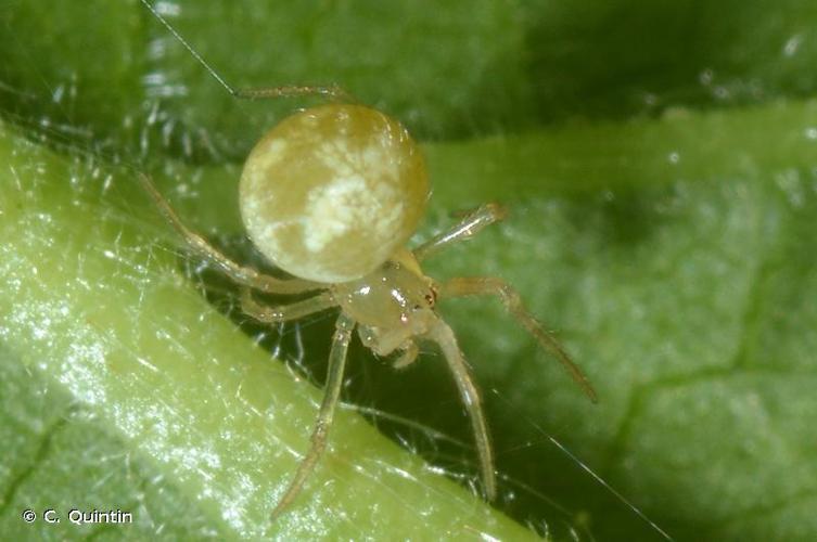 Paidiscura pallens © C. Quintin