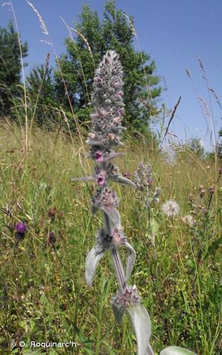 Épiaire laineuse (Stachys byzantina) © O. Roquinarc'h