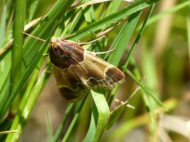 Pyralis farinalis (Pyralis farinalis) © Morvan Debroize