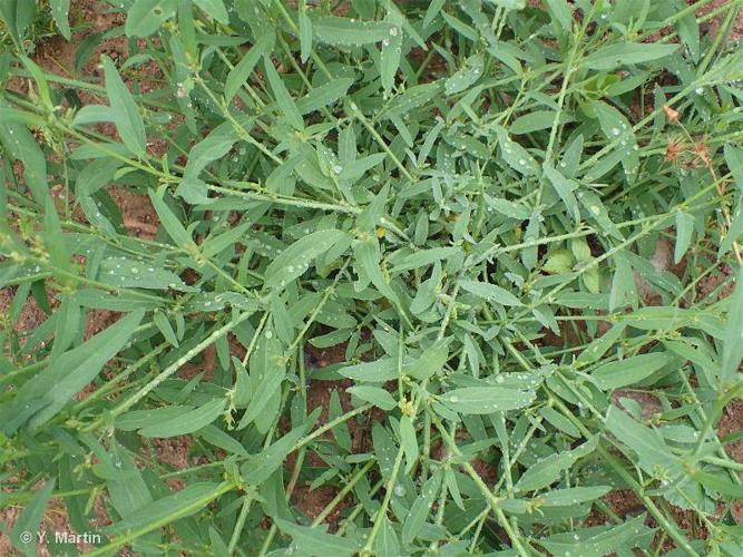 Arroche étalée (Atriplex patula) © Y. Martin