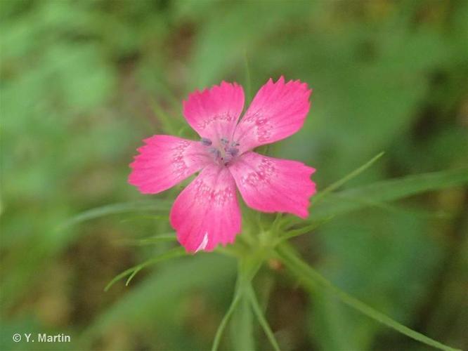 Oeillet de Girardin (Dianthus barbatus) © Y. Martin